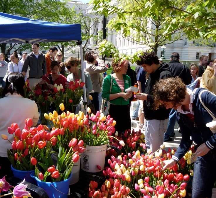 A busy outdoor market with buckets of hundreds of tulips and people enjoying the day.